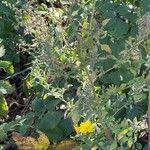 Chenopodium betaceum Ліст