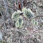 Salix gracilistyla Leaf