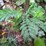 Acacia cornigera Leaf