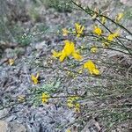 Genista pilosa Blüte