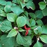 Impatiens walleriana Leaf