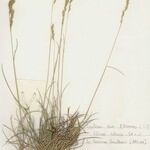 Festuca marginata Habitus