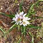 Colchicum europaeum