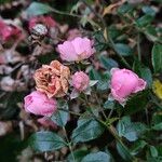 Rosa abietina പുഷ്പം