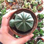 Euphorbia obesa 叶