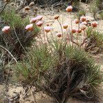 Armeria pungens Yeri