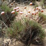 Armeria pungens Hábito