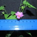 Hibiscus phoeniceus 其他