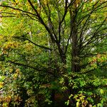 Carpinus cordata Elinympäristö