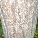 Myrospermum frutescens 樹皮