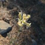 Silene douglasii Fleur