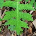 Polymnia canadensis Leaf