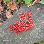 Sorbus americana Vaisius