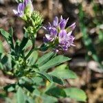 Medicago sativaFlower