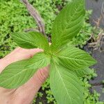 Ludwigia erecta Leaf