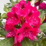 Rhododendron spp. Cvet