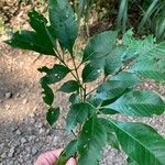 Trichilia pallens Leaf