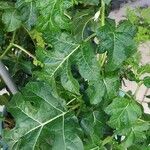 Solanum capsicoides List