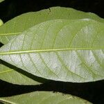 Gymnanthes riparia Hoja