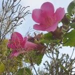 Asarina erubescens 花