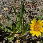 Wyethia angustifolia Habit