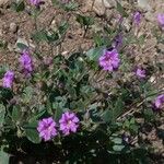 Mirabilis laevis Агульны выгляд