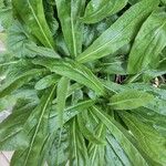 Pilosella aurantiaca Leaf