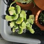 Cotyledon tomentosa Hoja