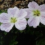 Geranium cinereum फूल