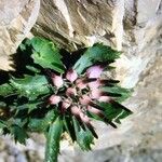 Physoplexis comosa 花