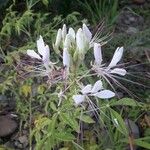 Cleome spinosa Flower