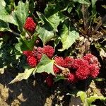 Chenopodium rubrum Vili