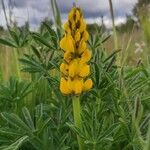 Lupinus luteus Kvet