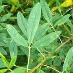 Crotalaria maypurensis Folla