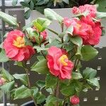 Camellia sasanqua Flor