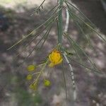 Parkinsonia florida Cvet