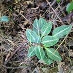 Goodyera pubescens Blatt