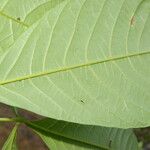 Vitex cooperi Yaprak