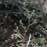 Dianthus nudiflorus Habit