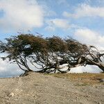 Nothofagus pumilio موطن