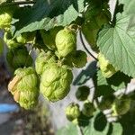 Humulus lupulus Плод