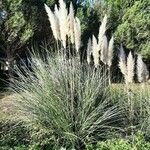 Cortaderia selloana Buveinė