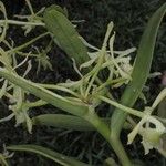 Epidendrum chlorocorymbos autre