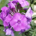 Phlox paniculataFlor