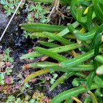 Calandrinia acaulis Ліст