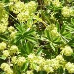 Alchemilla alpina Λουλούδι