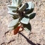 Polycarpaea nivea Leaf