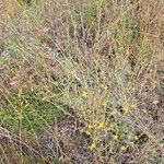 Lactuca viminea Habitat