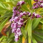 Limonium dendroides Fleur