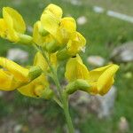 Lathyrus pratensis Floare